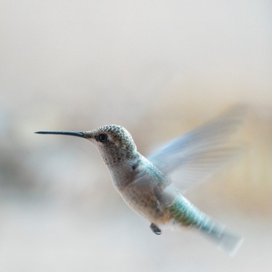 brown and black humming bird flying