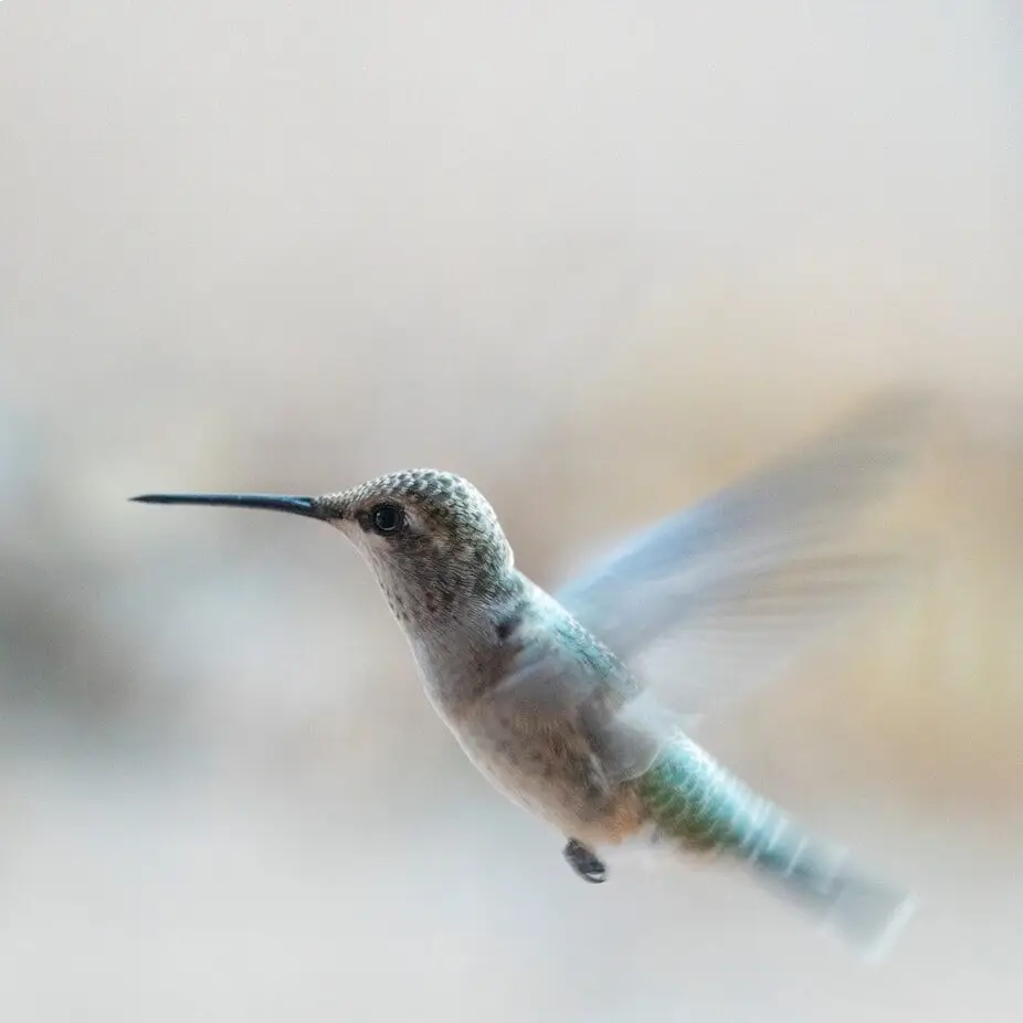 colibri